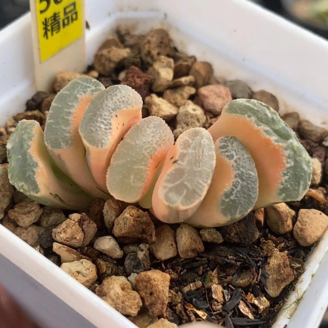 500糊斑浮藻玉扇锦一物一拍