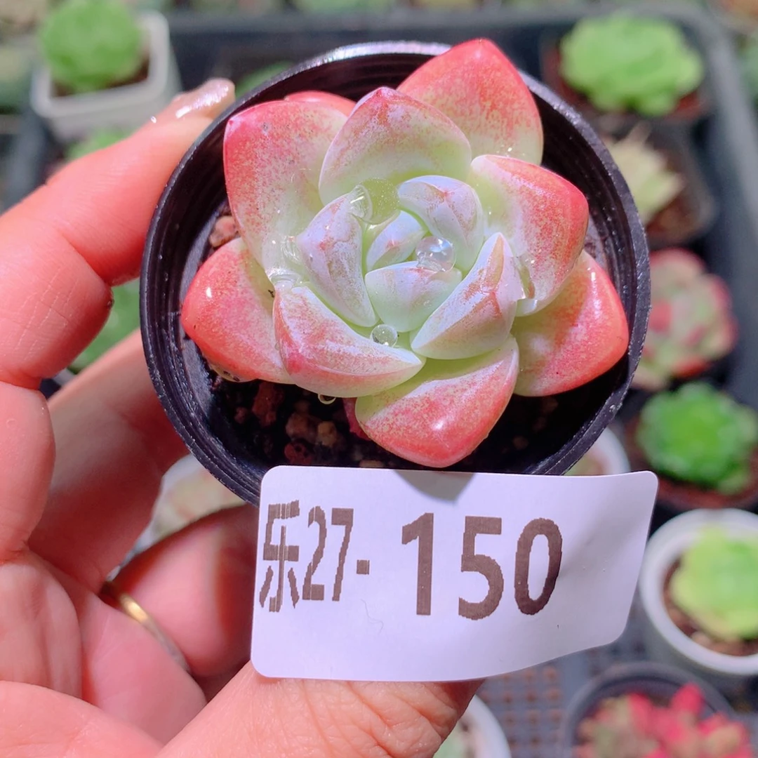 乐然27-150 冰玉单头