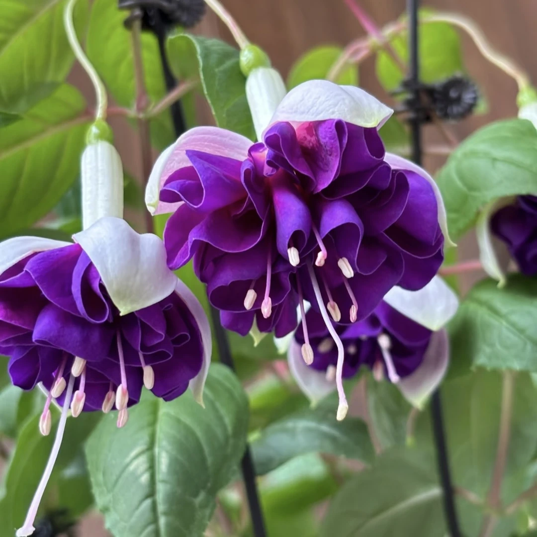 倒挂金钟【金婚】丛生盆栽室内多年生草本阳台庭院易种植养护