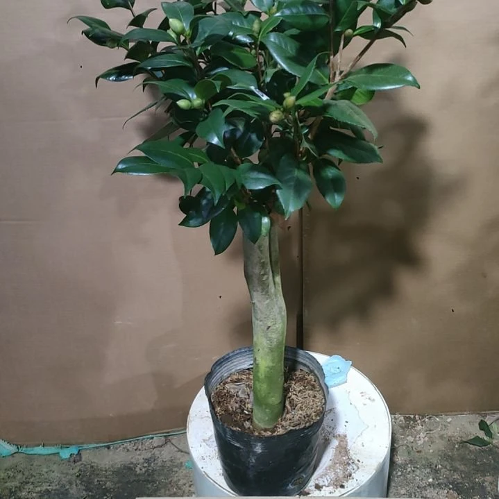 51六品，原盆原土发货，不包邮