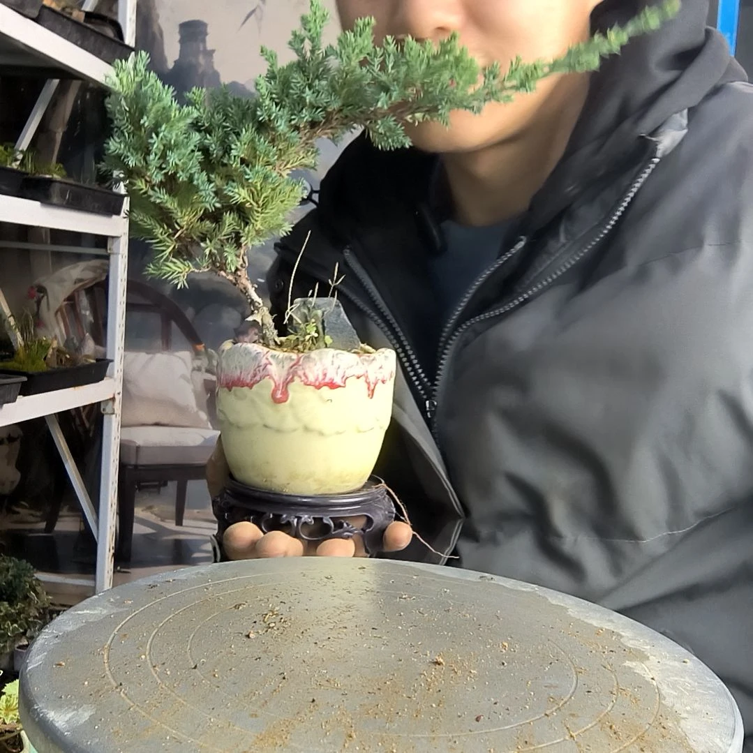 阳**上小盆景小植物一物一拍57