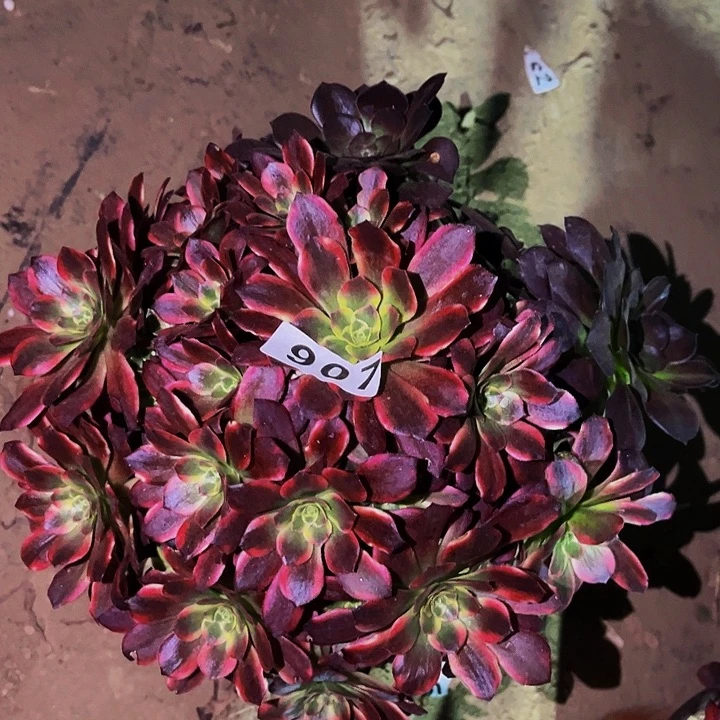 907彩虹糖多肉植物处理不售后