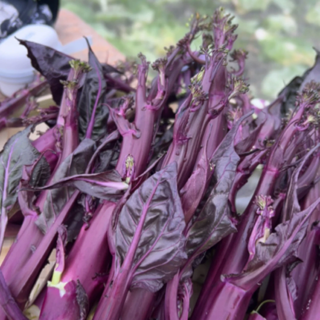 四川红油菜苔红菜心新鲜蔬菜包邮