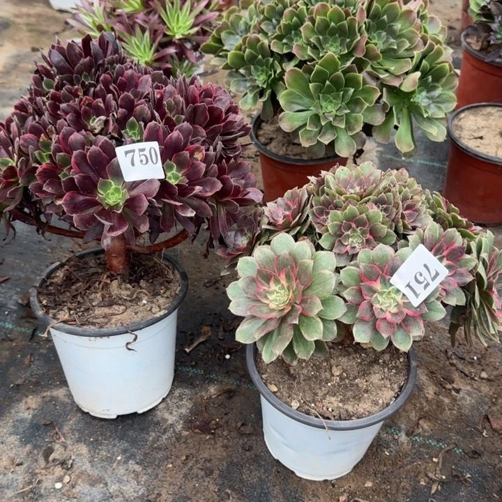 750751赤霞飞➕莲花座包邮。