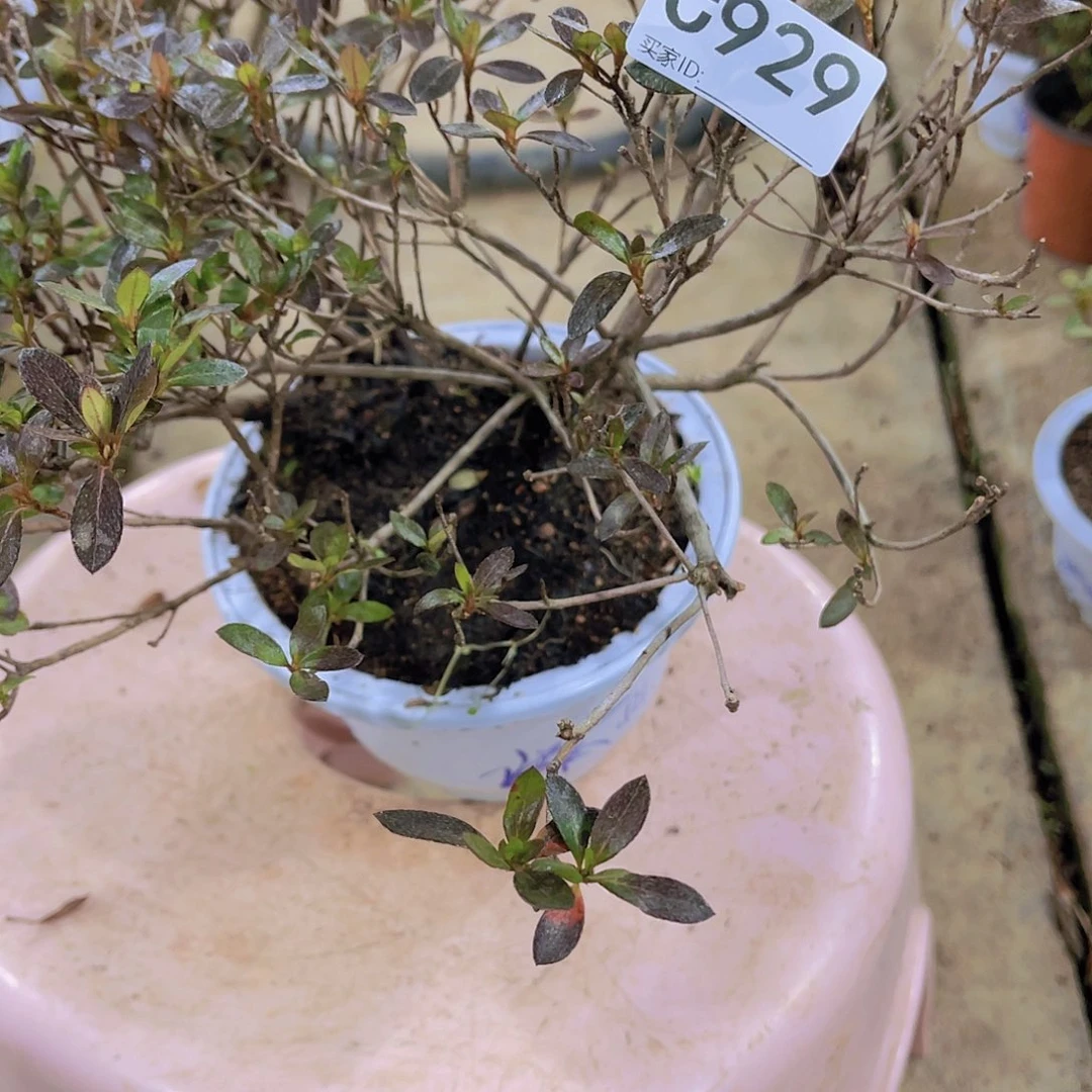 红陶直播时间一定一起