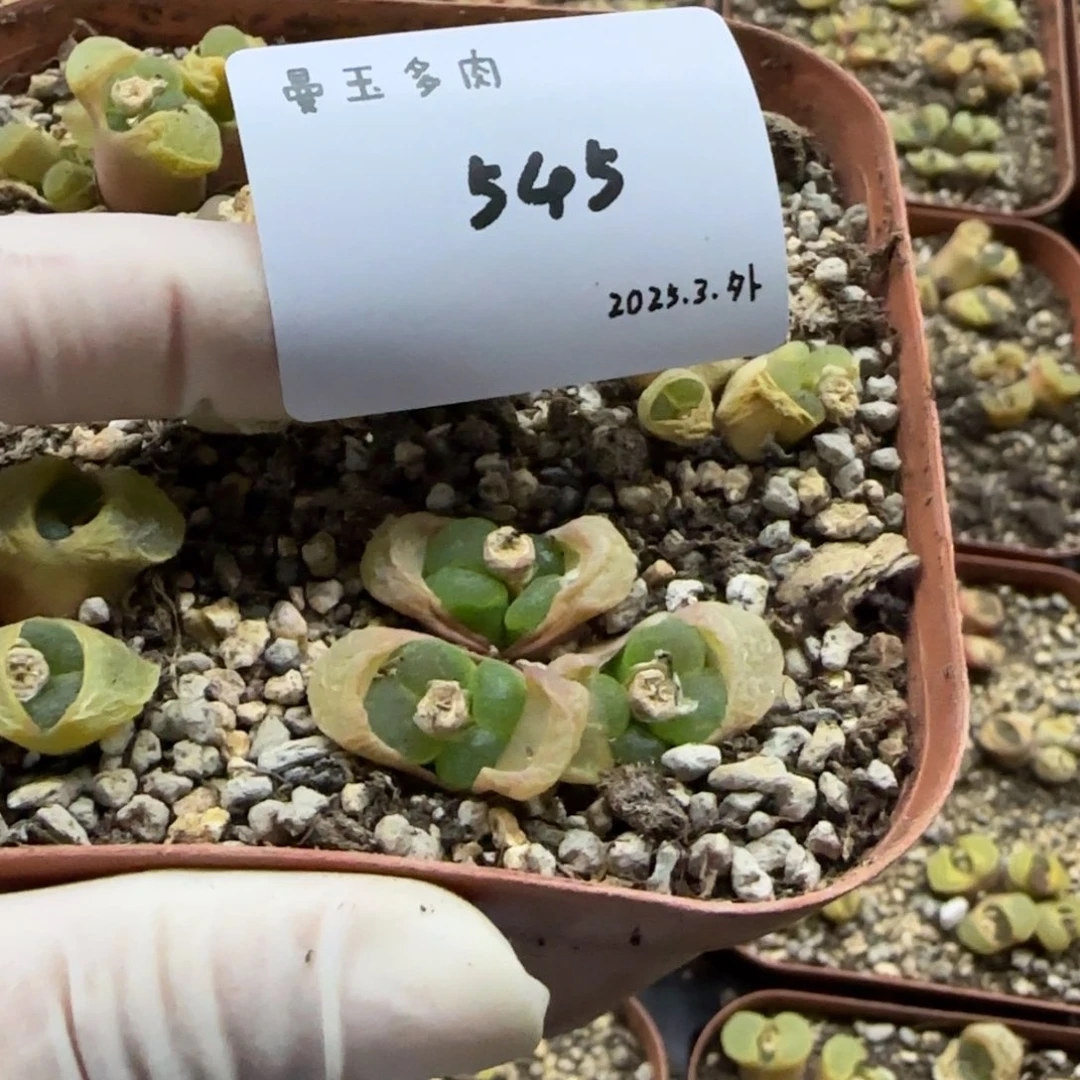 怪***姨多肉多肉多肉545