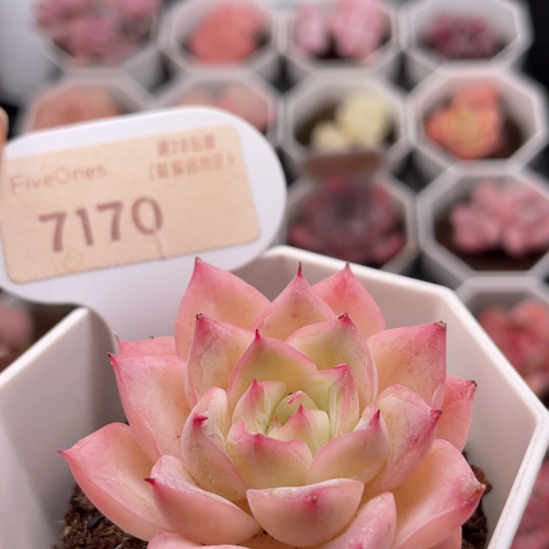 水晶玫瑰7170-5.0厘米