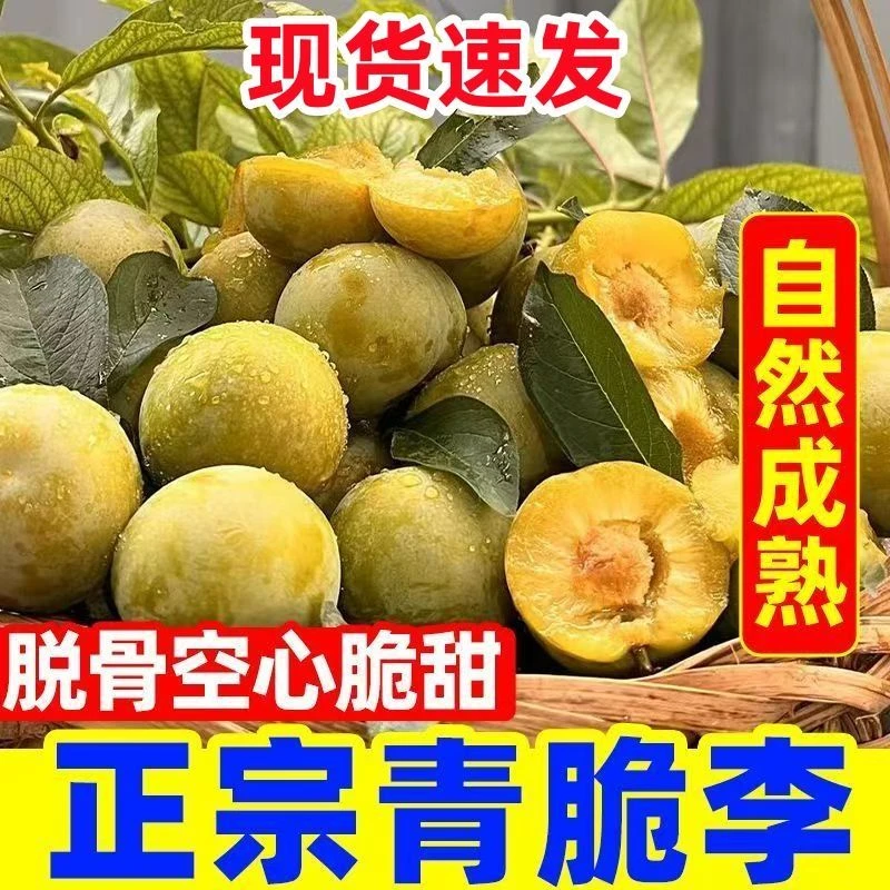【现摘现发】正宗四川脱骨青脆李当季新鲜青脆孕妇李子李高山生态