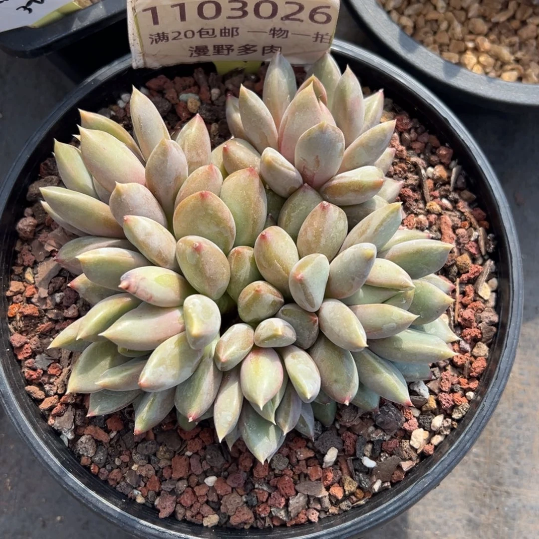 1103026 红象牙群生平头