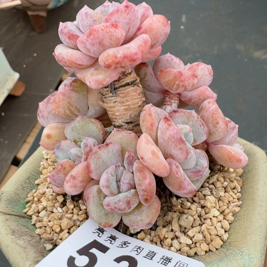 千山雪树桩      愿你一路坦途，乘风破浪展宏图