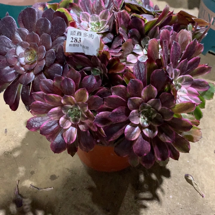 283水墨画多肉植物特价