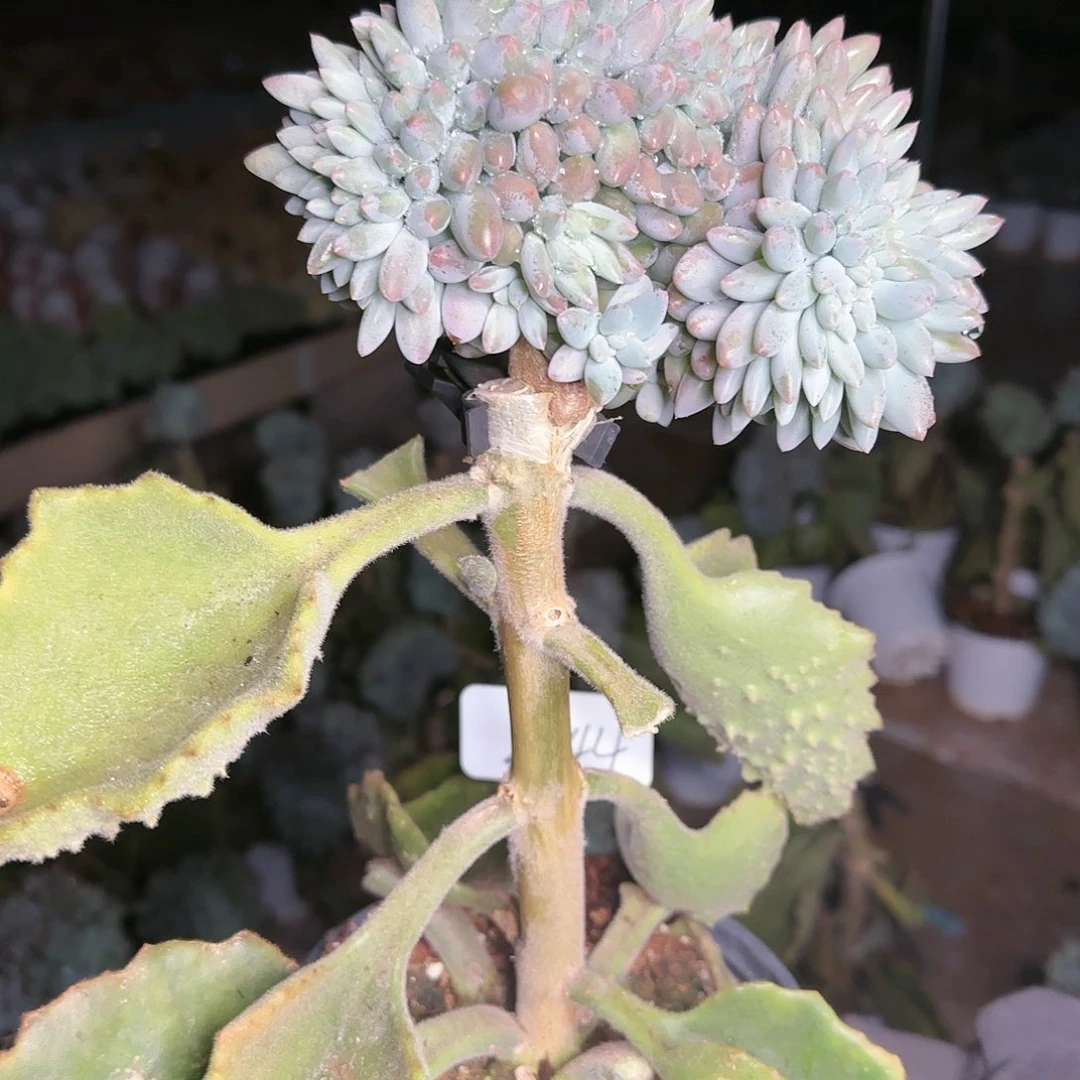 陈*璇2644号 78    肉