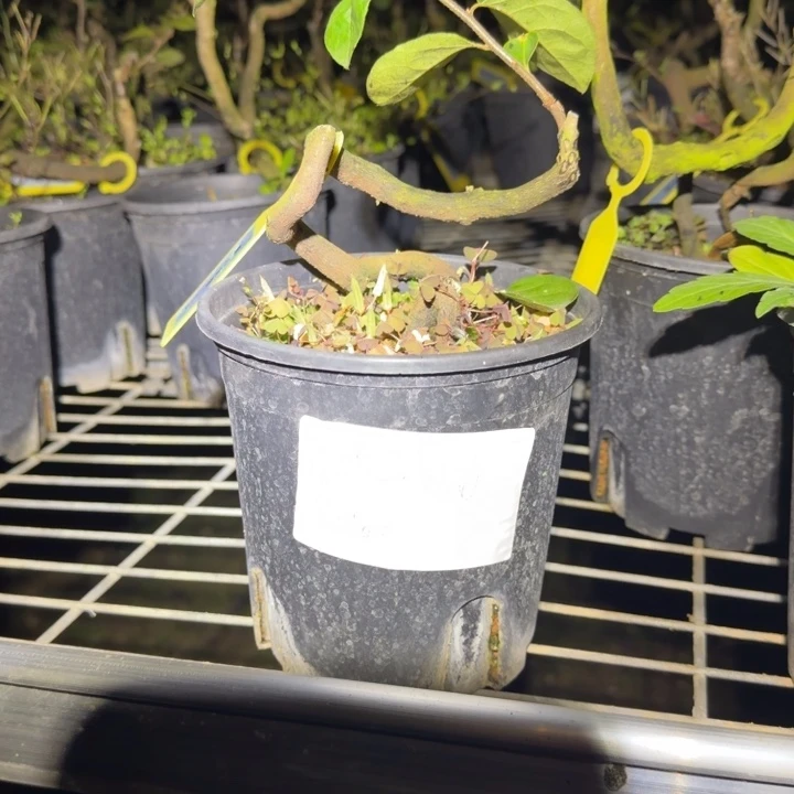 无花朵嫁接森之妖精老鸦柿