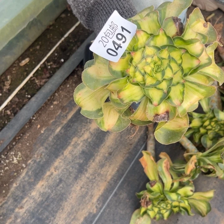 多肉植物491种植物