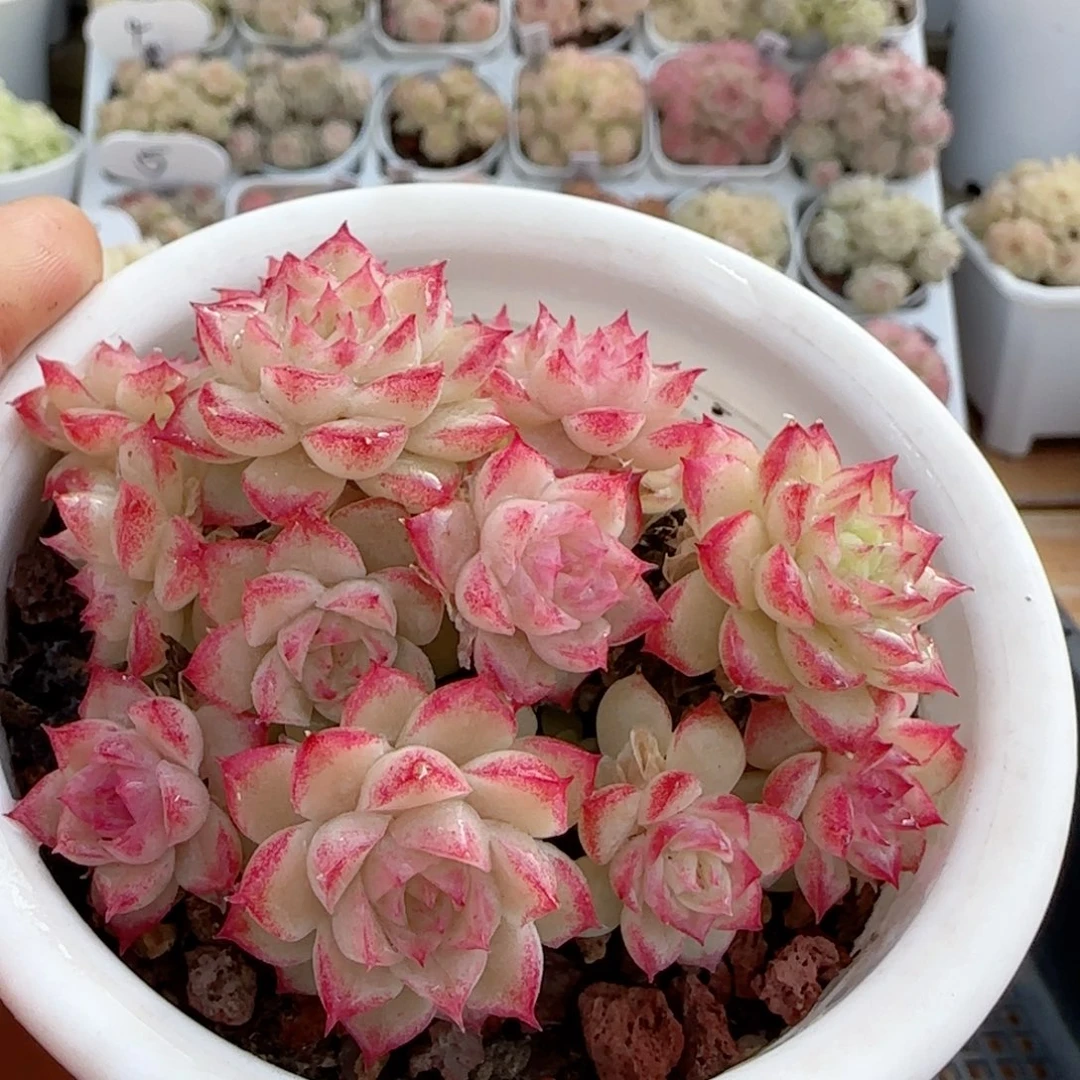 【闪购商品】0125-28女王散的