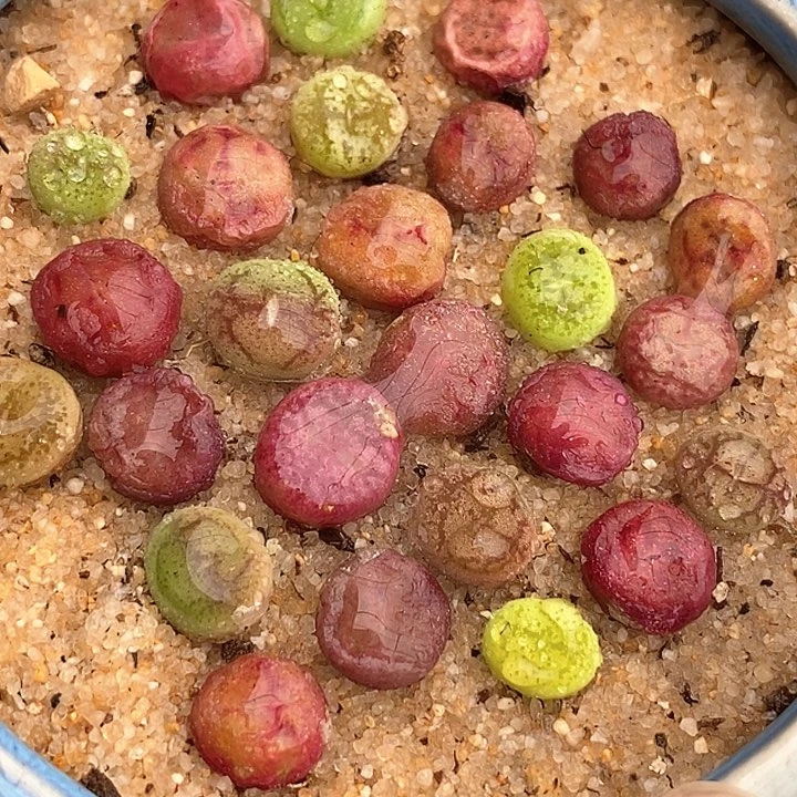 小毛杂一颗