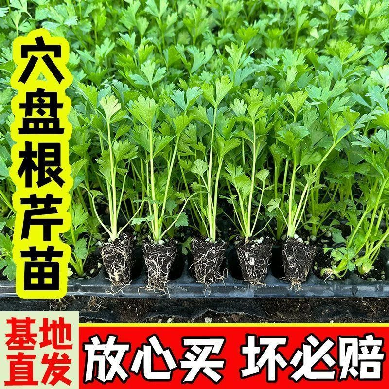 西芹苗幼苗秧苗子芹菜苗批发蔬菜苗秧苗西芹秋冬季四季食用