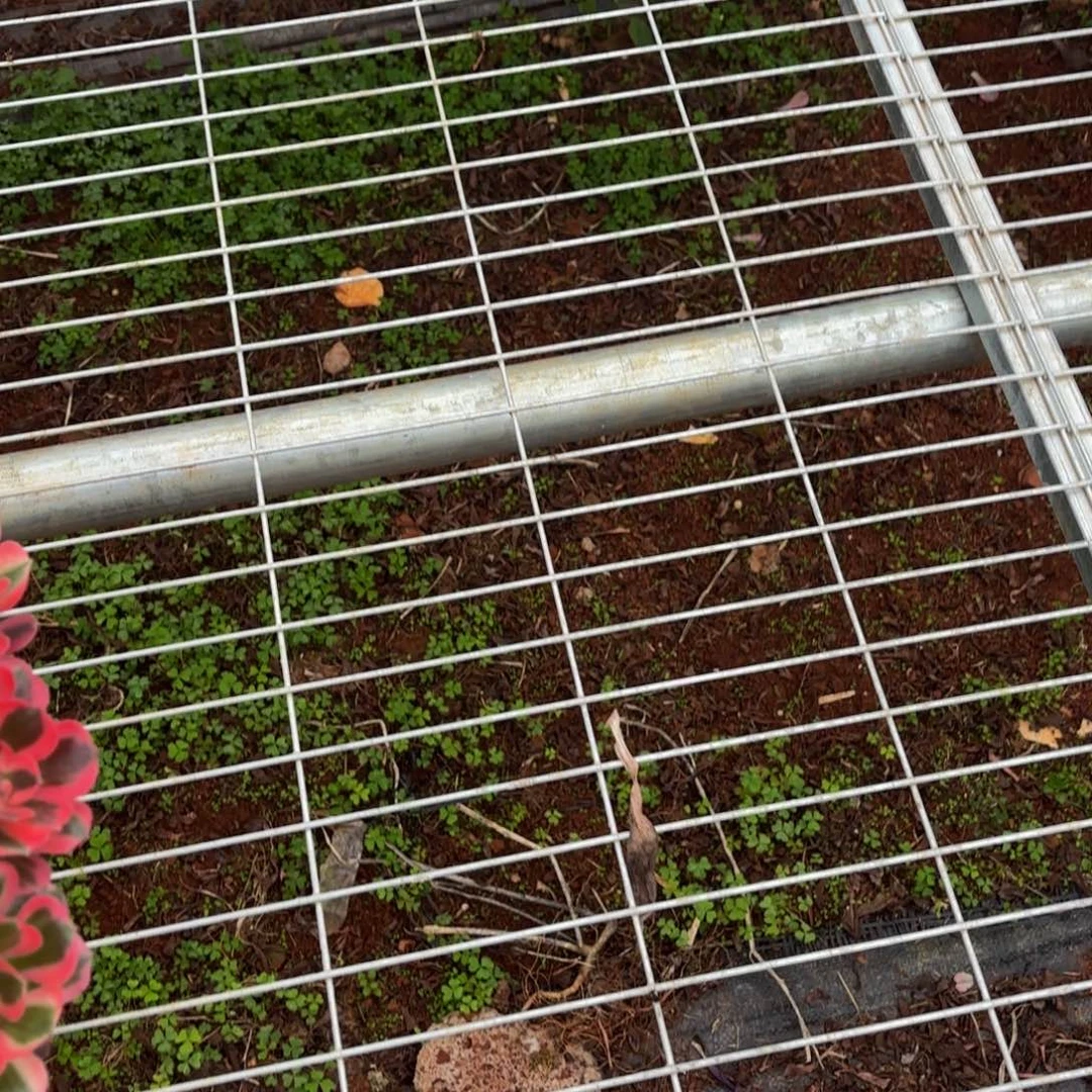 云南寄养谨慎拍000