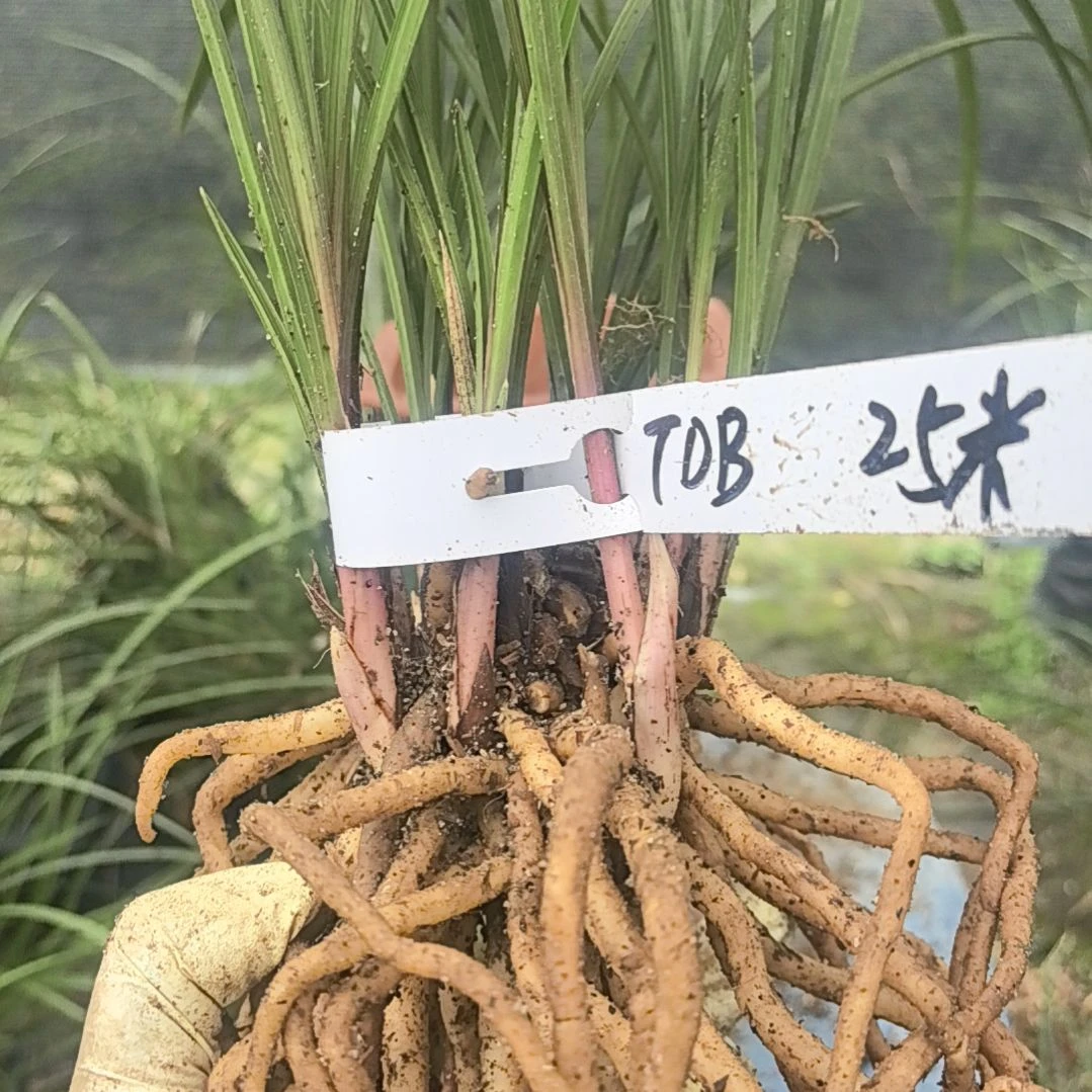 完全开放惠兰红香妃浓香型