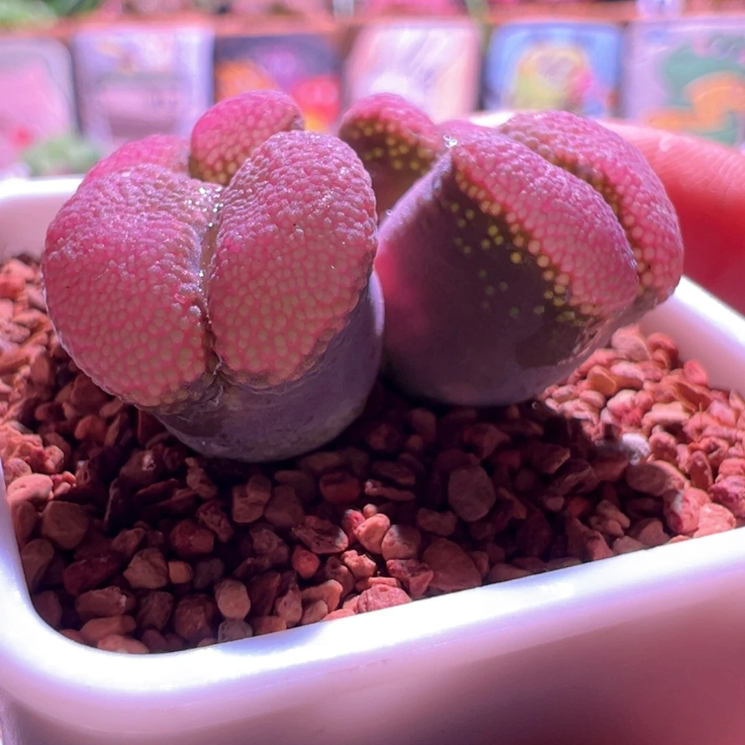 是***啊日输韩入，日系风铃