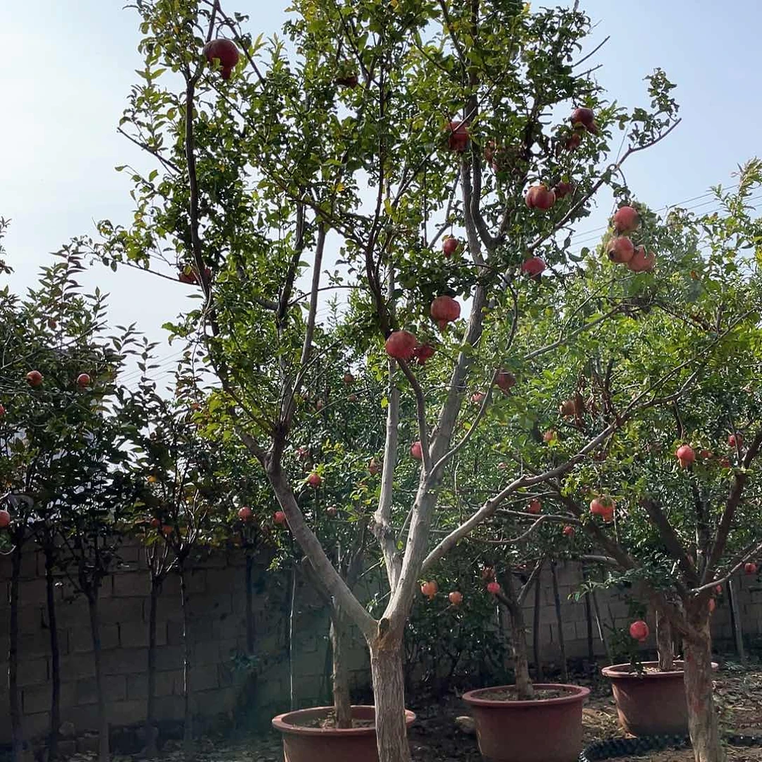 无花朵石榴树的叶子和果子