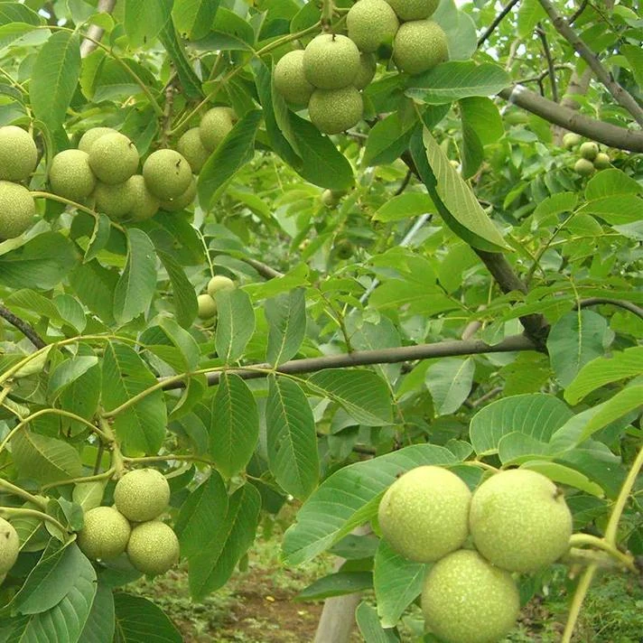 文玩核桃盘山公子帽涞水核农一手货源（周）