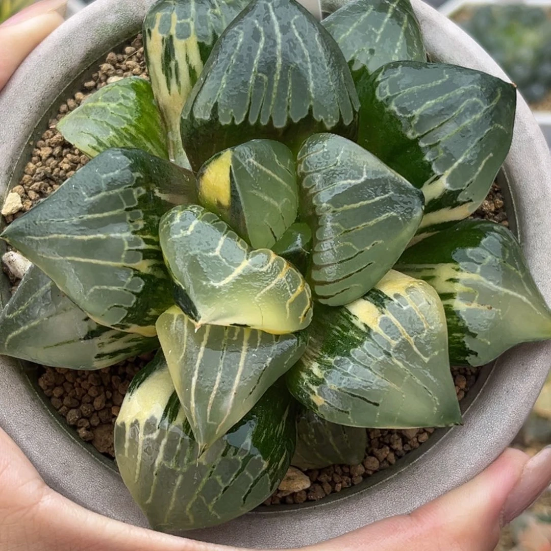 44阿房宫锦十二卷多肉