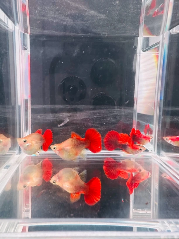 【黄爆球】精品孔雀鱼