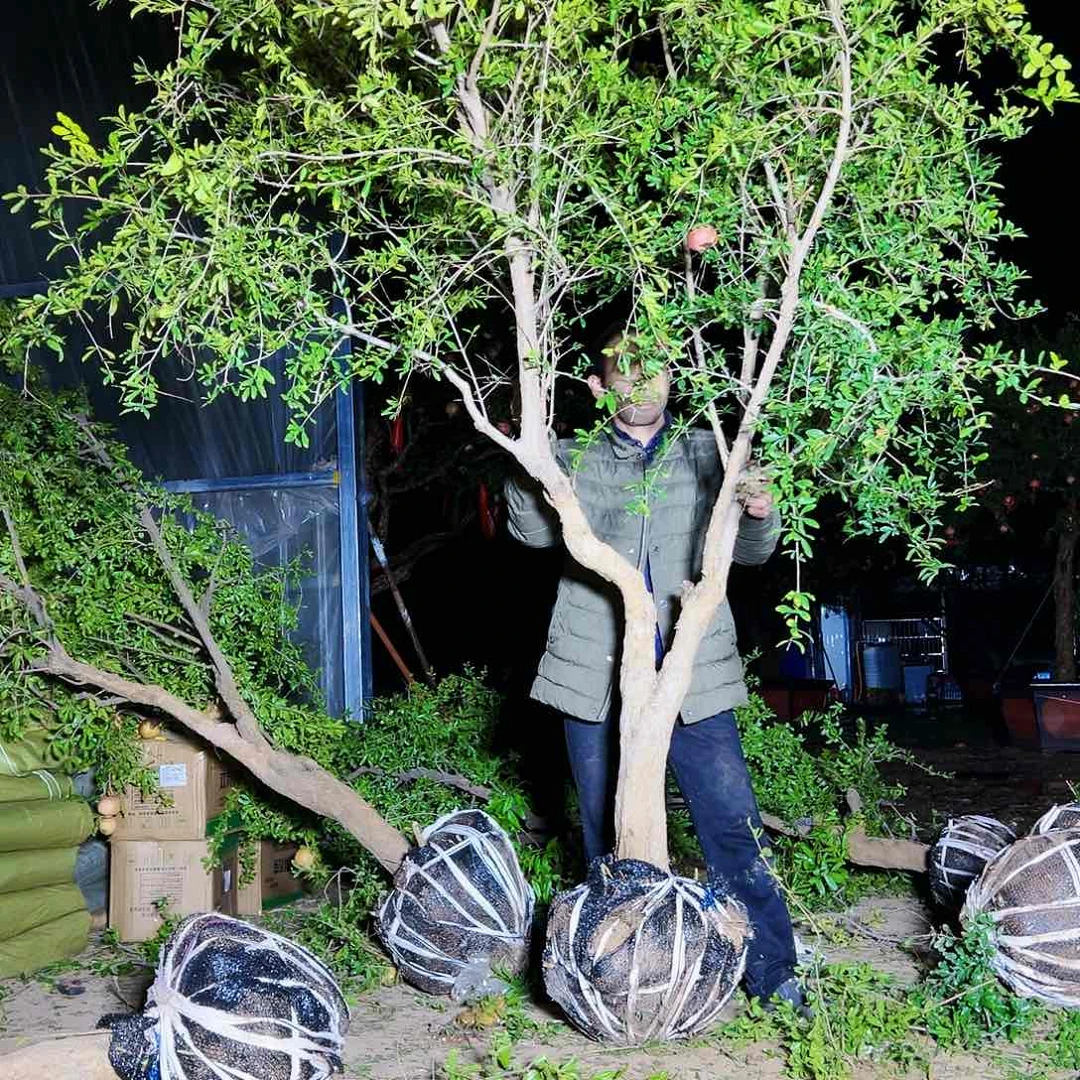 无花朵健健康康快快乐乐