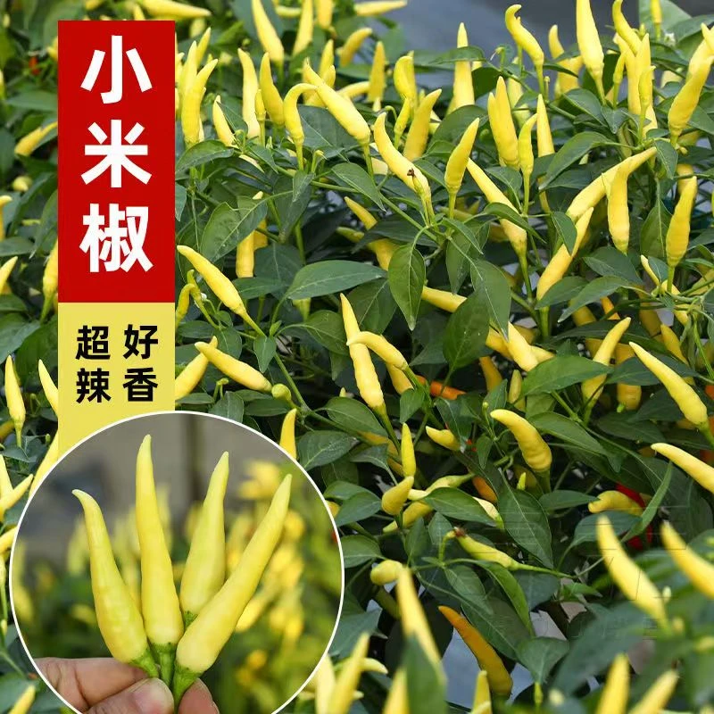 （拍2份发3份）特辣小米椒 种苗四季蔬菜辣椒苗高产优质种苗穴盘苗