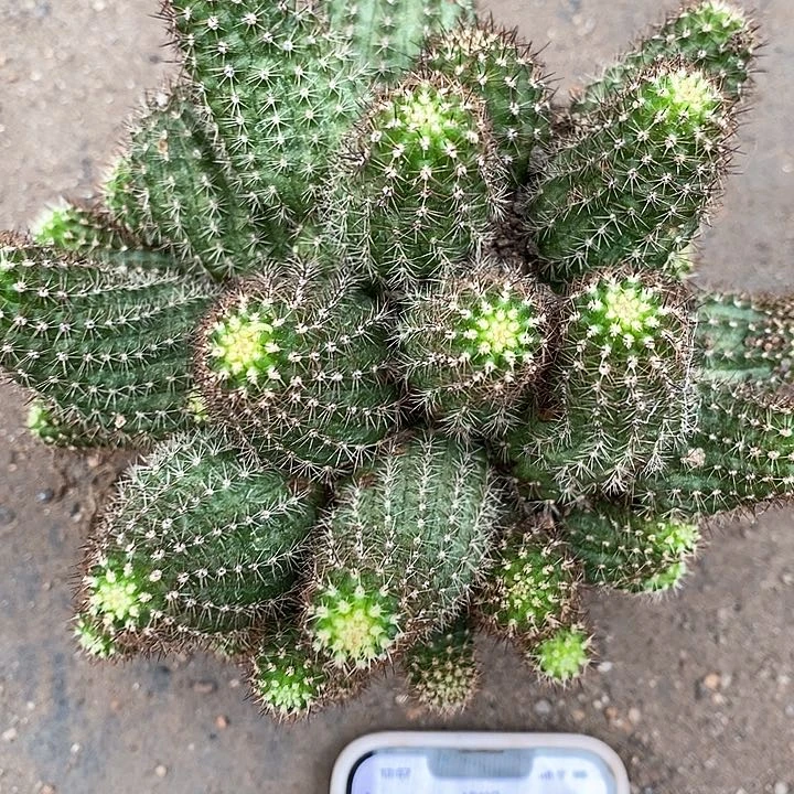 白花白糖白糖34688