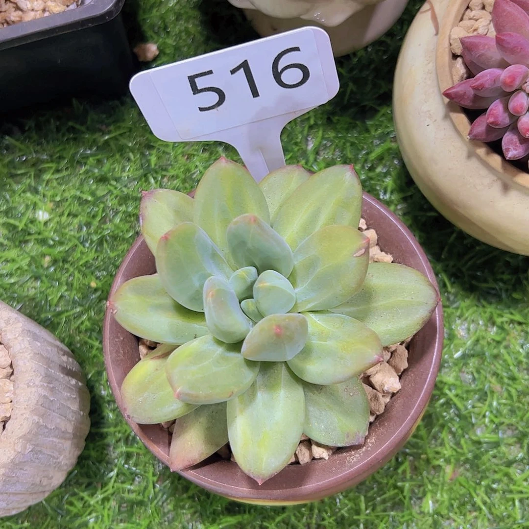 茜*妹516海洋之歌10元元