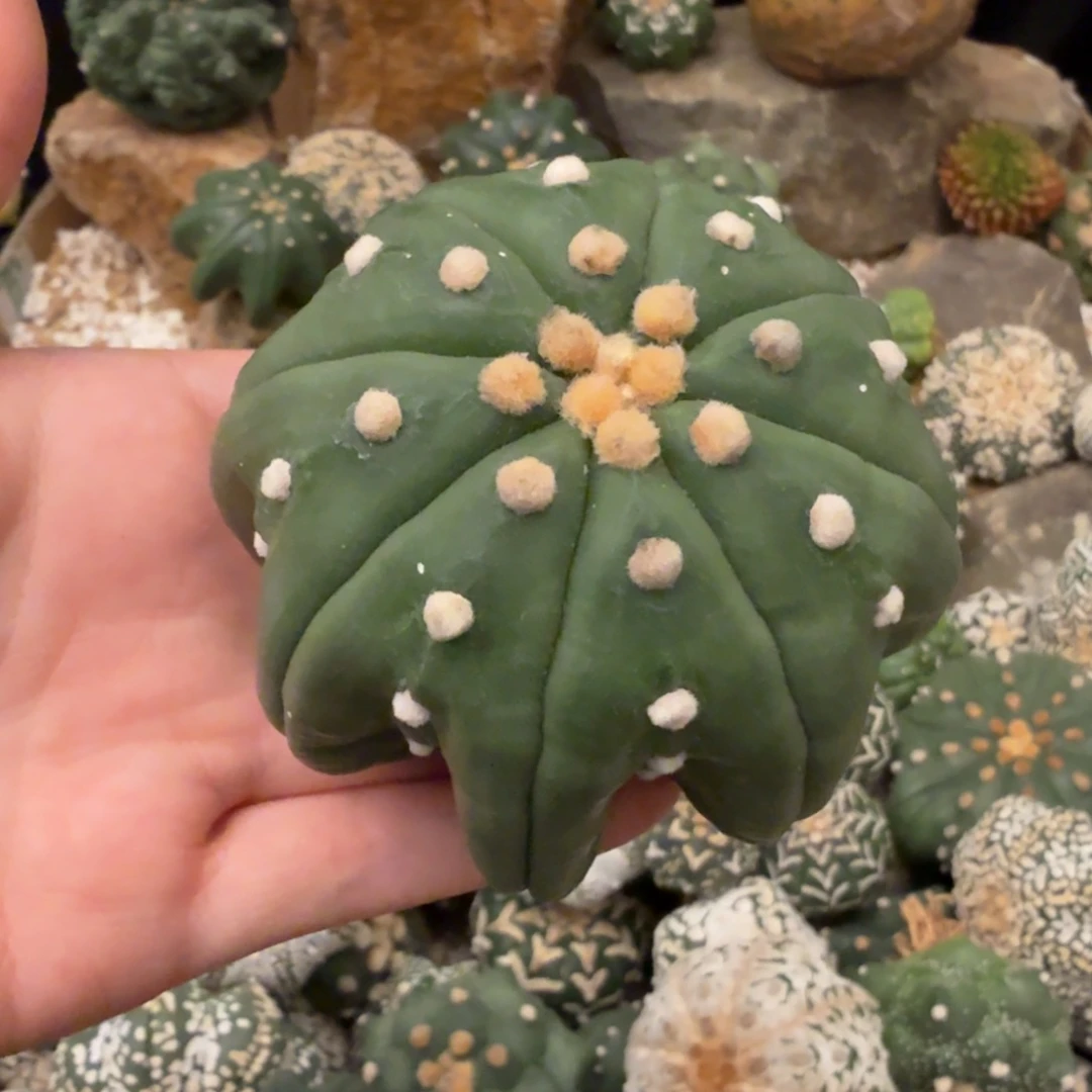 K***1海星哈哈哈哈哈哈哈