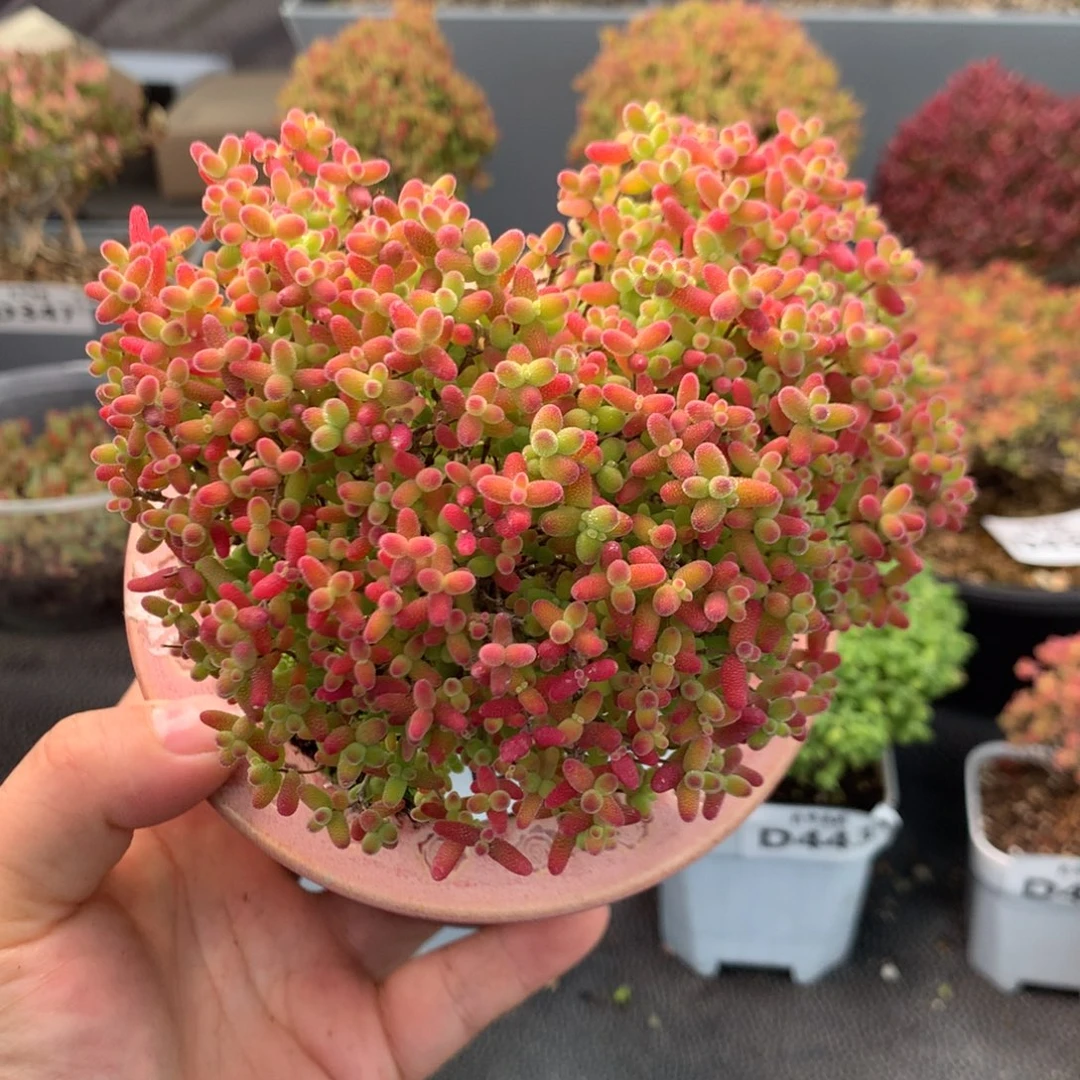 P***.454蜜橘糖球