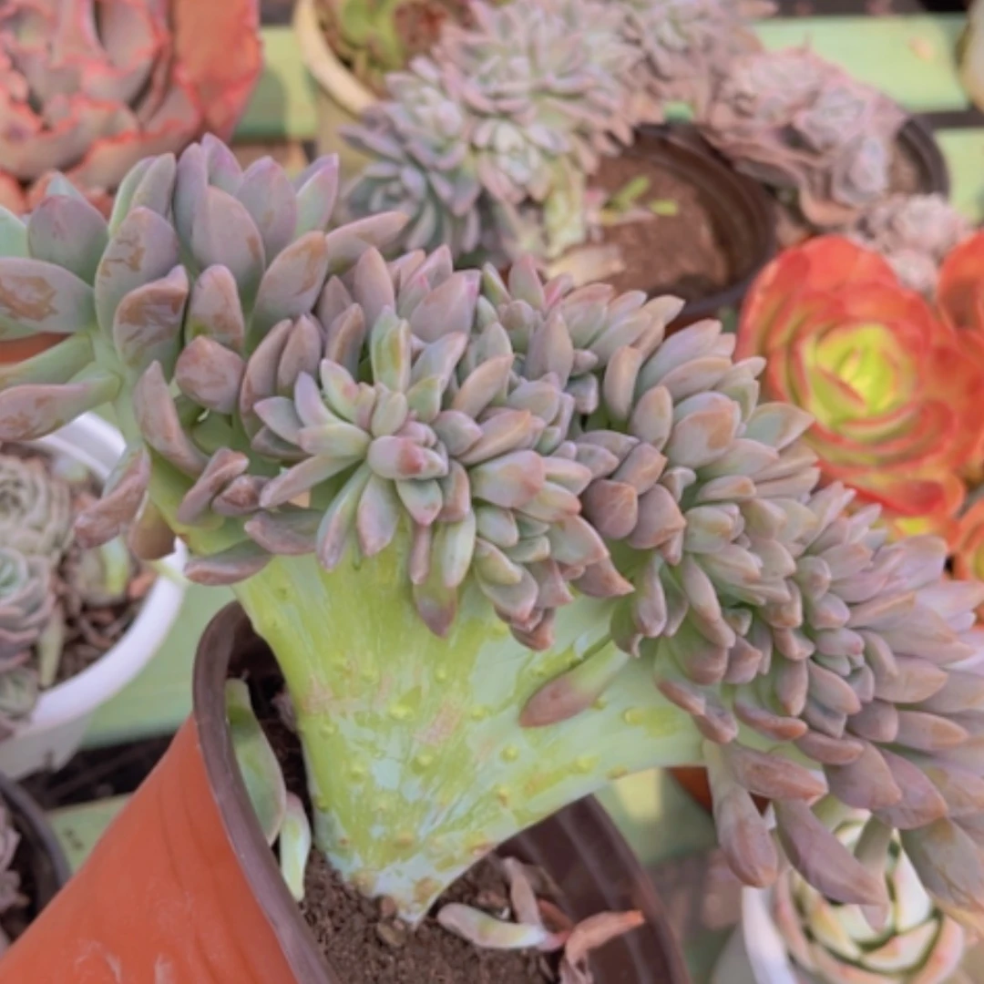 【闪购商品】淡雪缀春1514