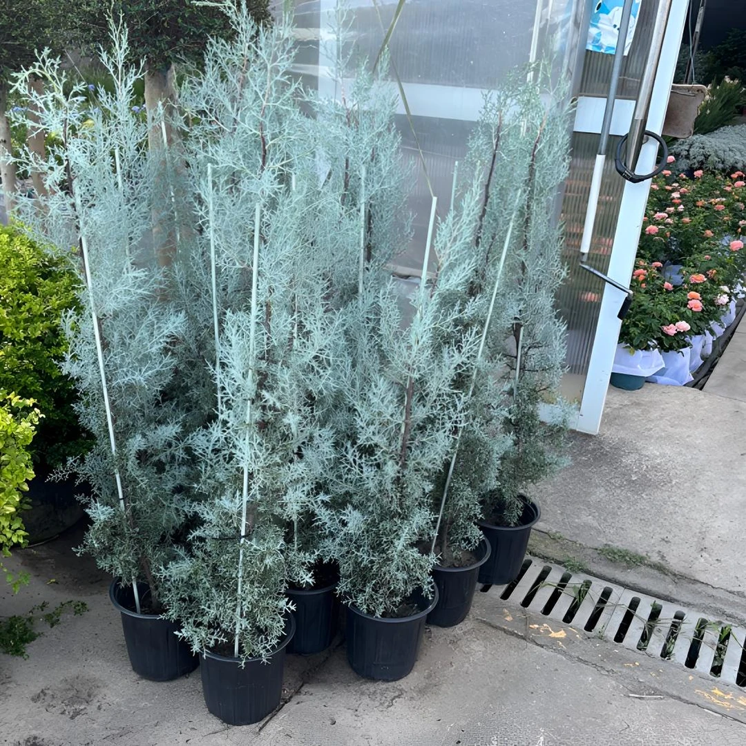 蓝冰柏盆栽苗2加仑大苗花园植物耐寒耐热多年生