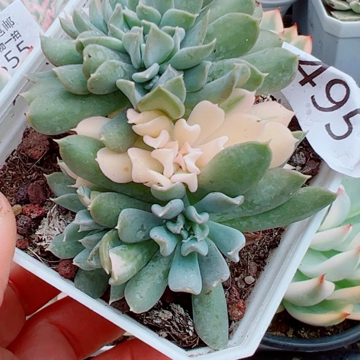 特莲锦缀多肉植物571