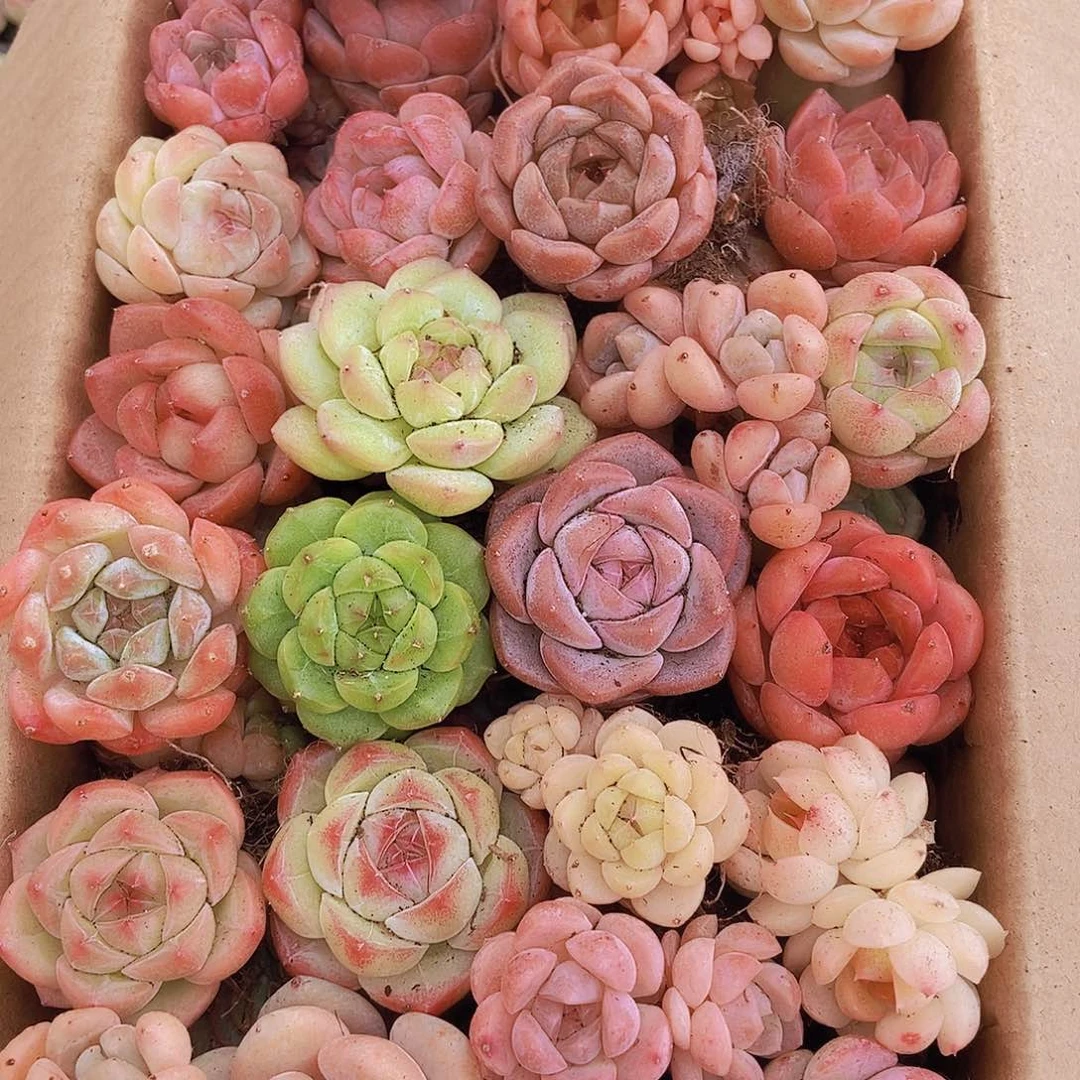 000000000001量拍保底20颗