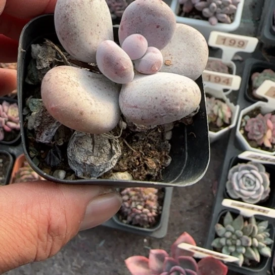 139原始奶多肉植物多