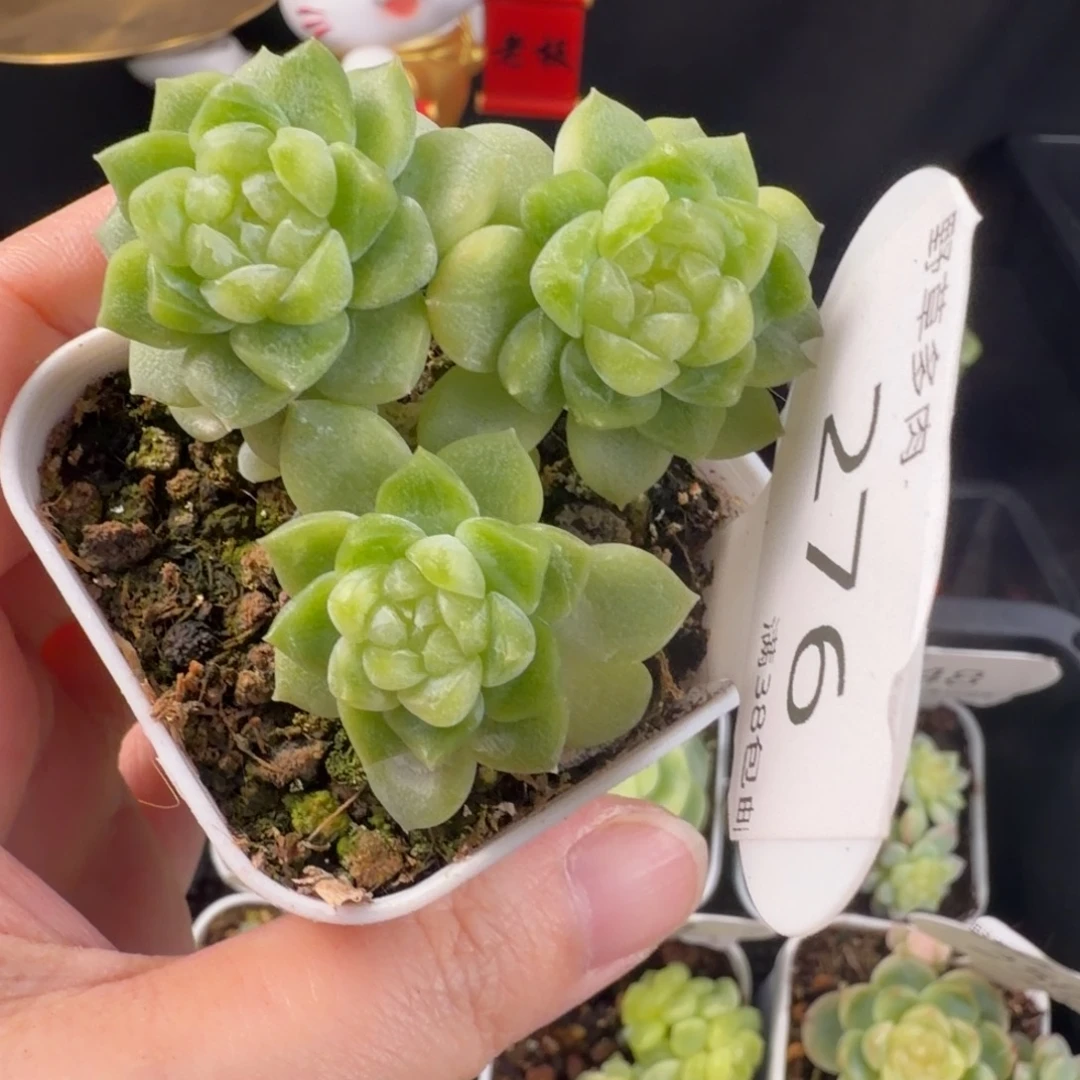 泼天富贵三头276号