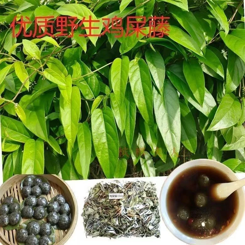 广东农村现采新鲜臭屁藤 鸡矢藤 鸡屎藤 中草药通气藤臭屁藤藤叶