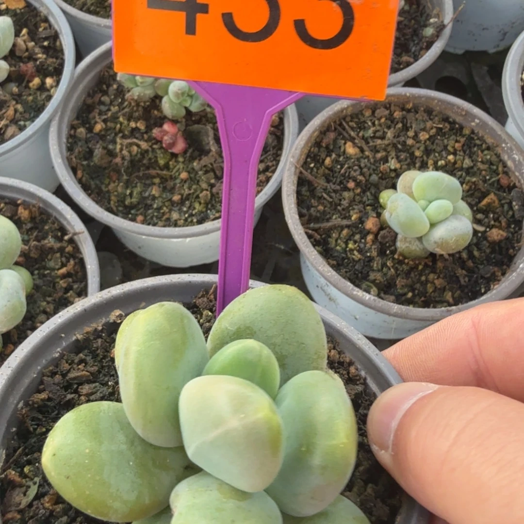多肉植物漂亮多肉433