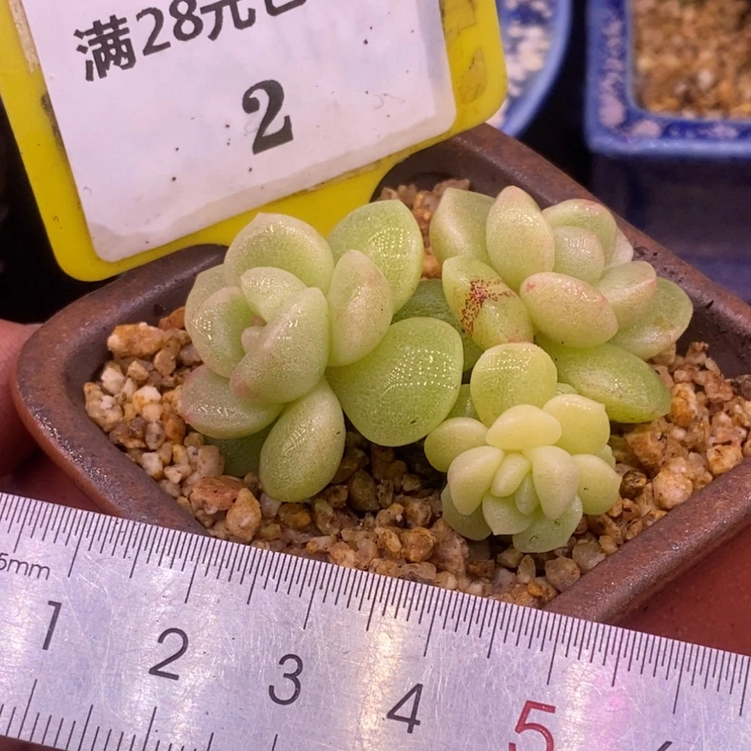 52冰玉石化黄富轮锦，三头……