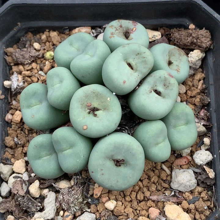 精品多肉植物中型嘴14头