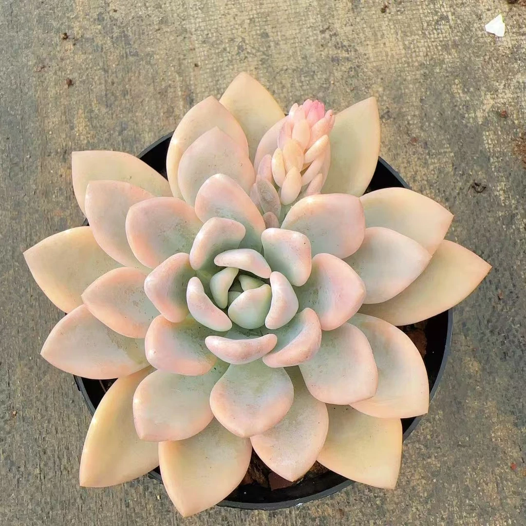 【奥普锦】  多肉植物  新手好养  基地直发适合阳台庭院养护绿植