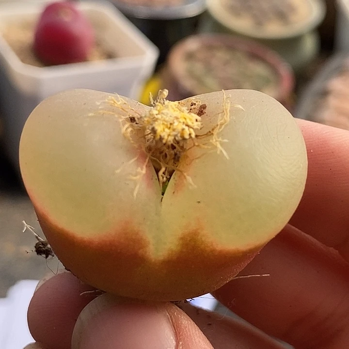 1532大母本单头一颗