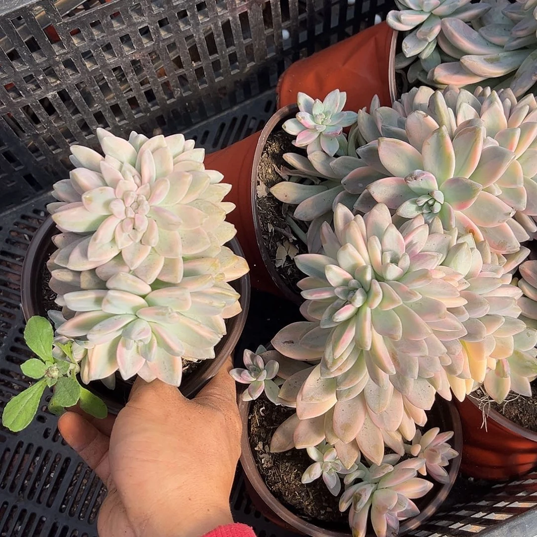 淡雪景朵缀14.99多肉植物