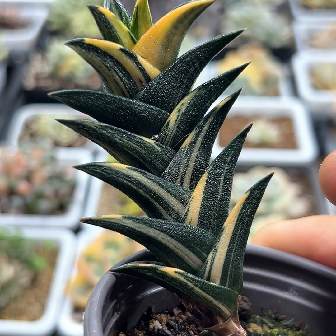 龙塔锦 小方花圃一单包邮非偏远