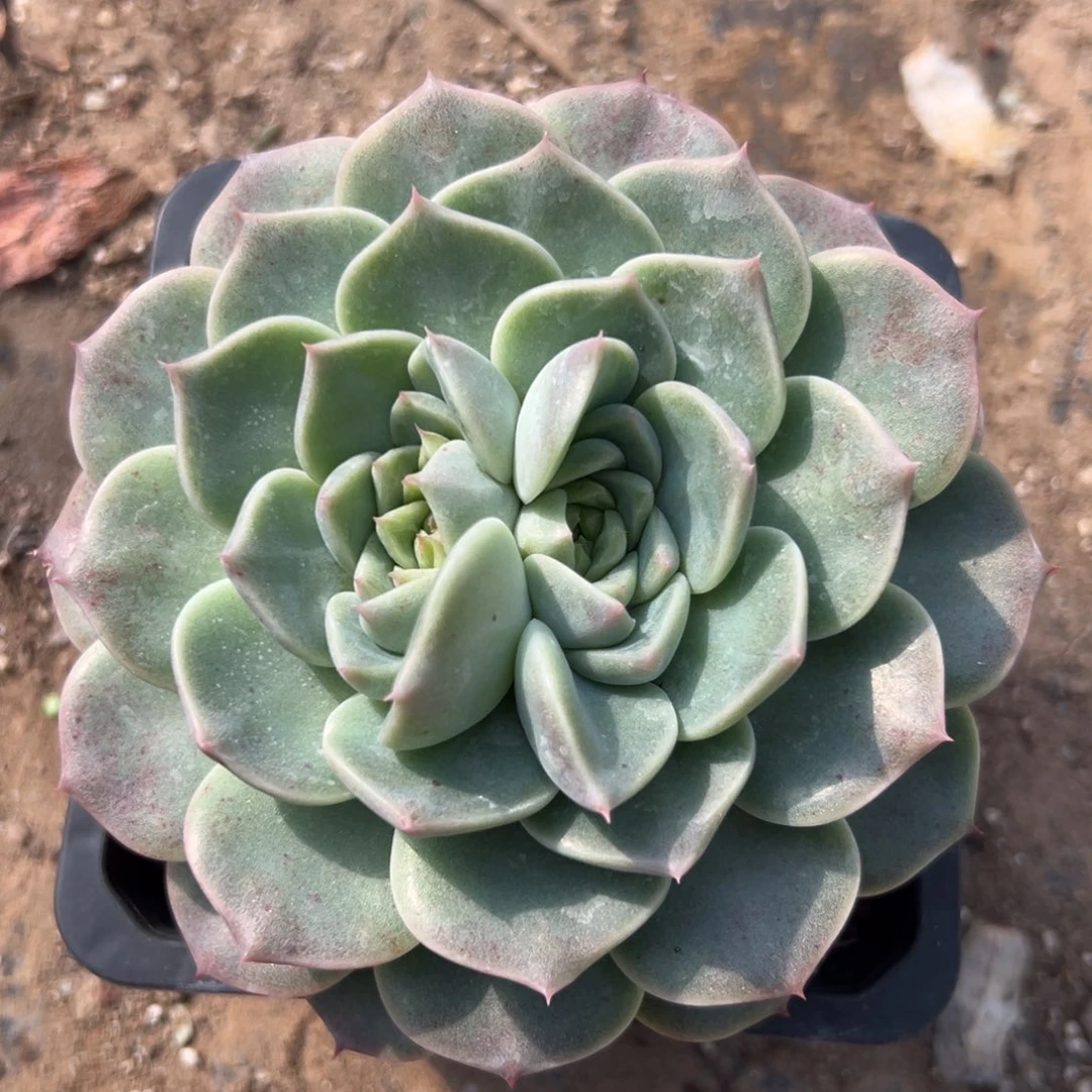 一物一拍（58号）满38包邮偏远满200包邮，不够包邮发叶片