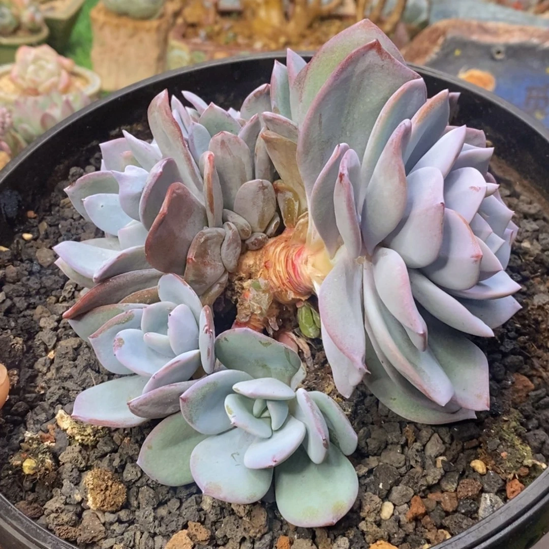 奶茶九头自然群一物一拍